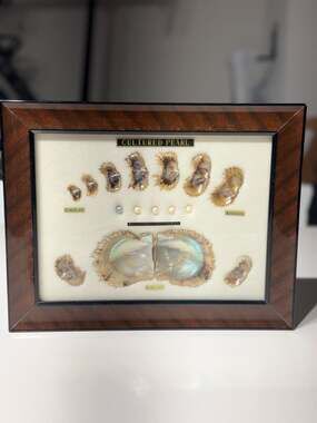 Vintage Kogei-Sha Japanese Cultured Pearl Growth Specimen Chart Shadowbox